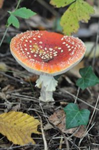 À la découverte des champignons dans la réserve du Vogelzangbeek