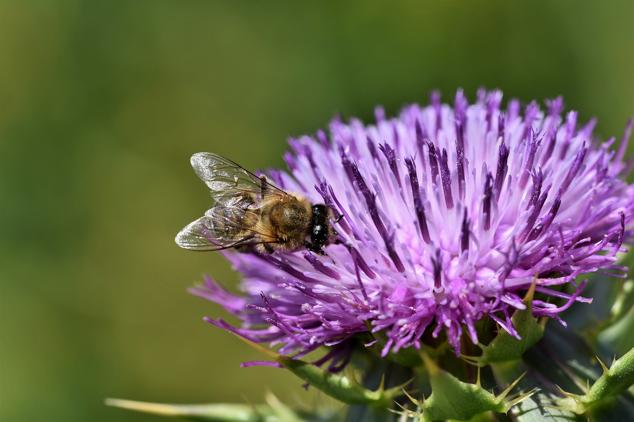 Les Explorateurs Nature - A la découverte des abeilles sauvages printanières