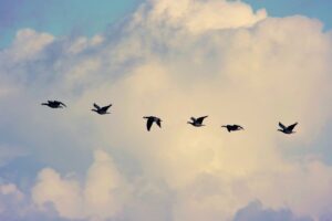 Migrations printanières :  ces oiseaux qui reviennent chez nous