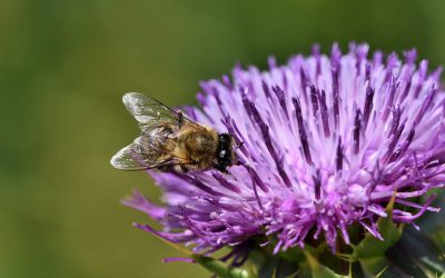 Les Explorateurs Nature – À la découverte des abeilles sauvages printanières