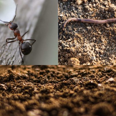 Les Explorateurs Nature – Les petites bêtes du sol qui nous aident à produire