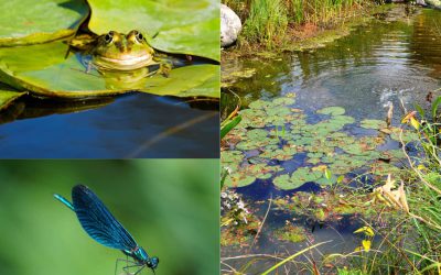 Les Explorateurs Nature – Les petites bêtes dans l’eau!