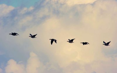 Migrations printanières: ces oiseaux qui reviennent chez nous