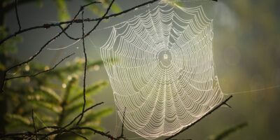 Dimanches du Naturaliste : Bwerk… les Araignées !