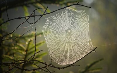 Dimanches du Naturaliste : Bwerk… les Araignées !