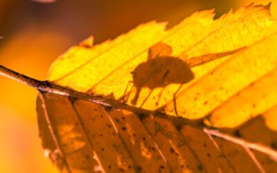 Explorateurs Nature: Les petites bêtes volantes de l’automne
