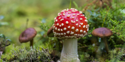 Inleiding tot paddenstoelen