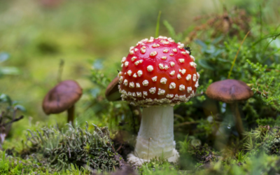 Inleiding tot paddenstoelen