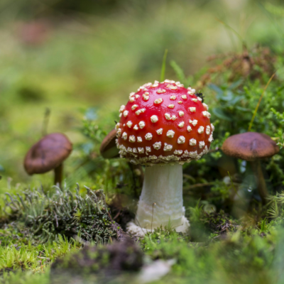 Inleiding tot paddenstoelen