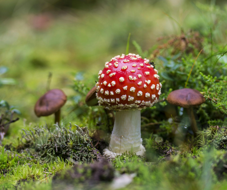 Balade découverte des champignons à Neerpede