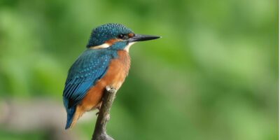 Vernissage – Fauna van het Land van Neerpede