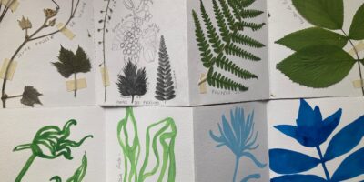 Herbier, formes et traces de la Nature