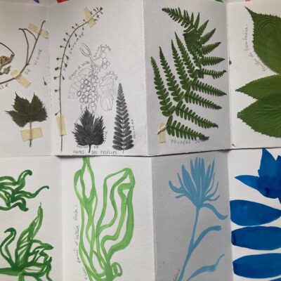 Herbier, formes et traces de la Nature