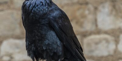 Bruxelles Sauvage – Le retour des corbeaux