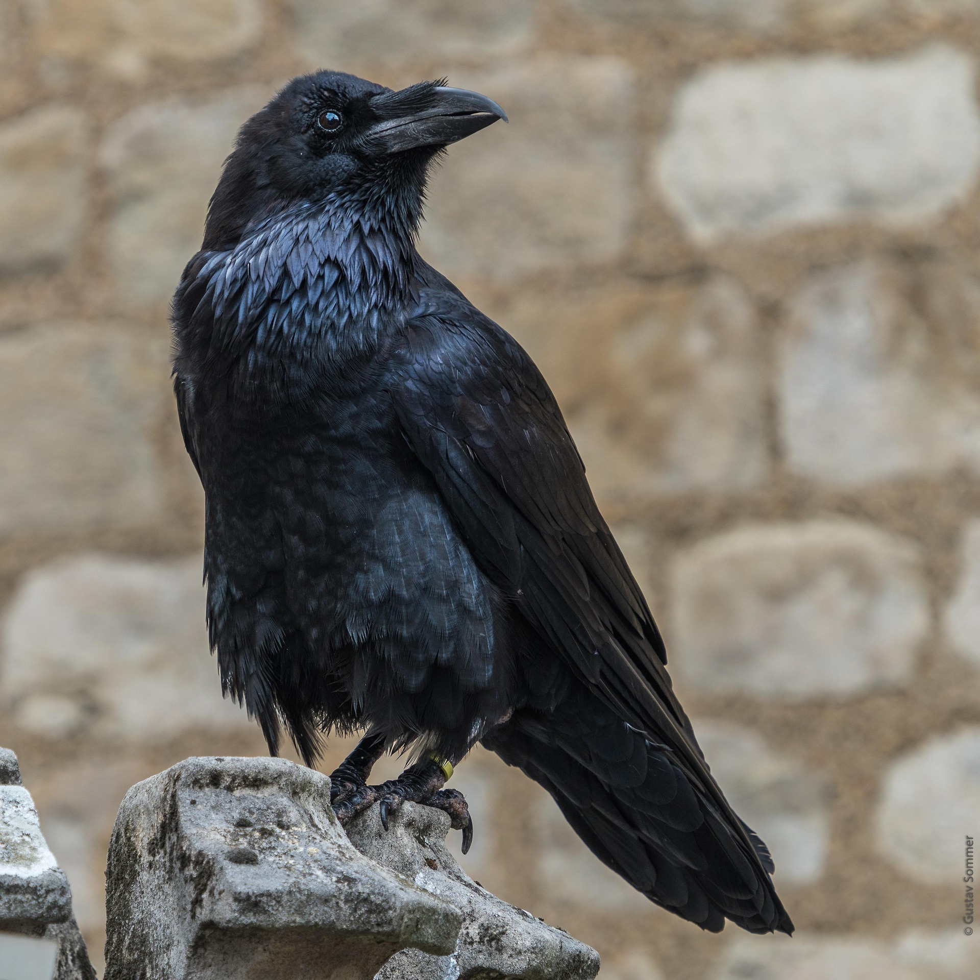 gustavsommer-crow-3663930_1920